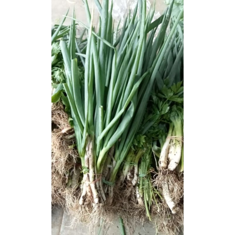 

Daun bawang/ikat