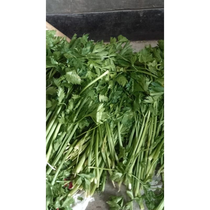 

Daun seledri/250g