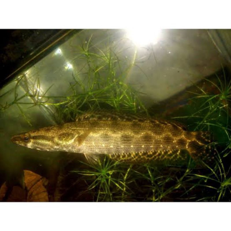 channa lucius 7-10cm 100% ori mulai muncul mutiara