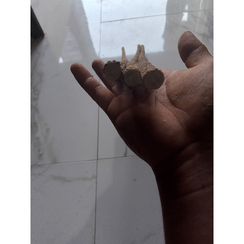 Tangkringan burung murai asem Bali super original ready stok (1pcs)