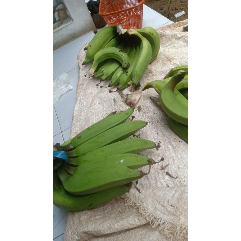

pisang nangka