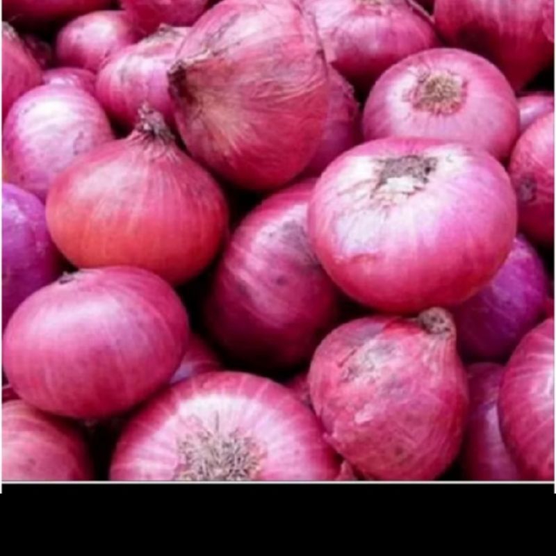 

biji benih bawang merah besar red burgandy isi 25 butir
