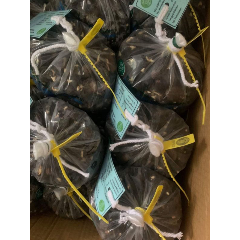 DXP YANGAMBY KECAMBAH SAWIT UNGGUL