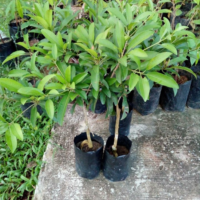 Bibit Sawo Jumbo Okulasi