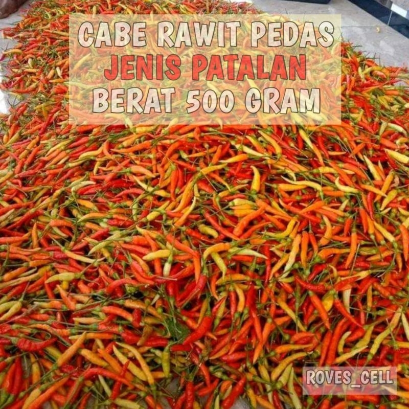 

CABE RAWIT PATALAN 500 GRAM CABE PROBOLINGGO LEBIH PEDAS DARI CABE ORI