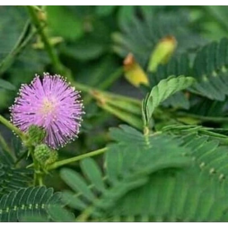 

daun putri malu segar 500gram ready