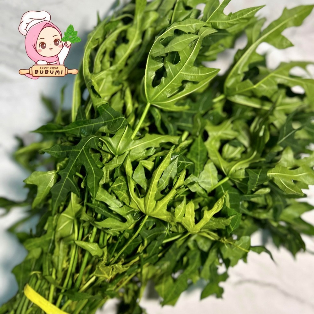 

Daun Pepaya/Daun Singkong/Daun Gedang 1 Ikat