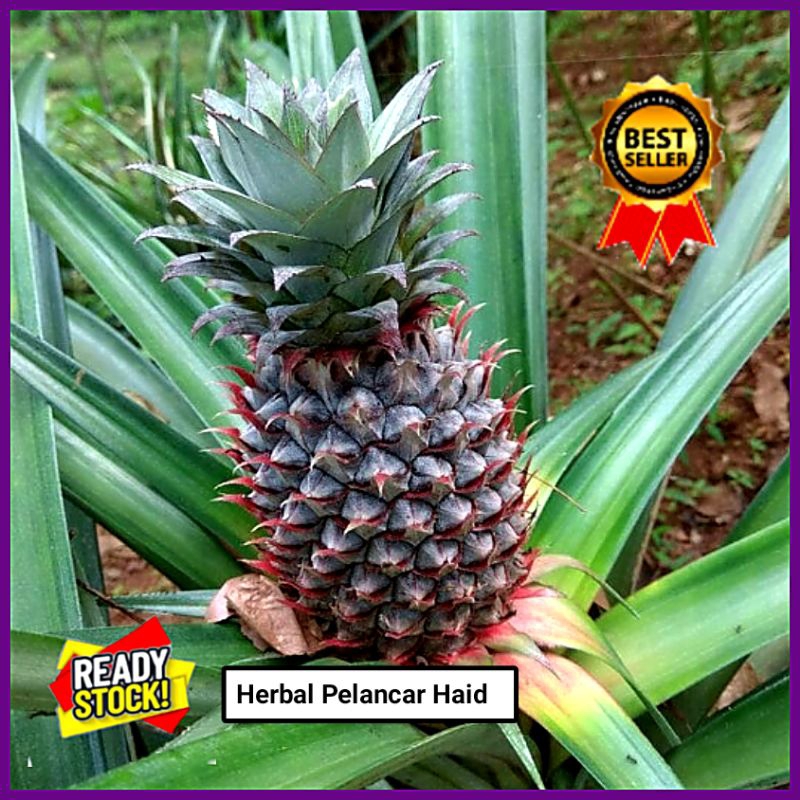 

Buah Nanas Muda Fresh Per 1 Pcs / Nanas Muda Segar / Herbal Alami