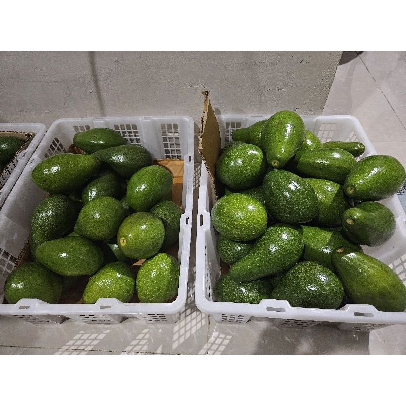 

alpukat mentega jumbo Berat diatas 400gr per buah