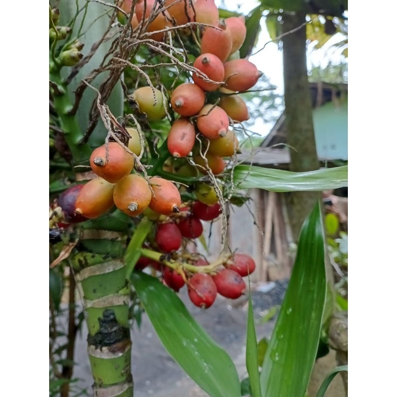 

Jambe rende merah | pinang merah per 1 pcs ( promo beli 5 gratis 1 )