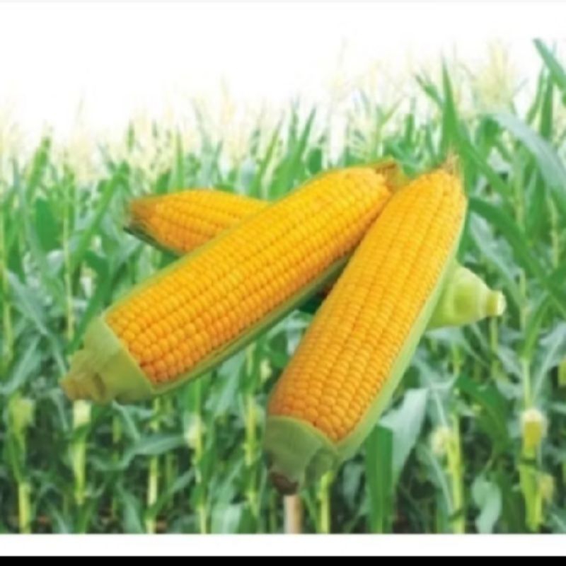 

biji benih jagung manis/swet corn kemasan premium isi 100 butir
