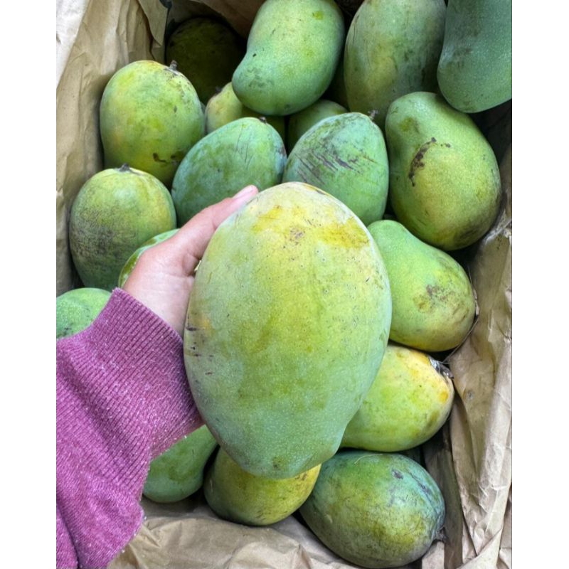 

MANGGA HARUMANIS JUMBO FRESH 1KG