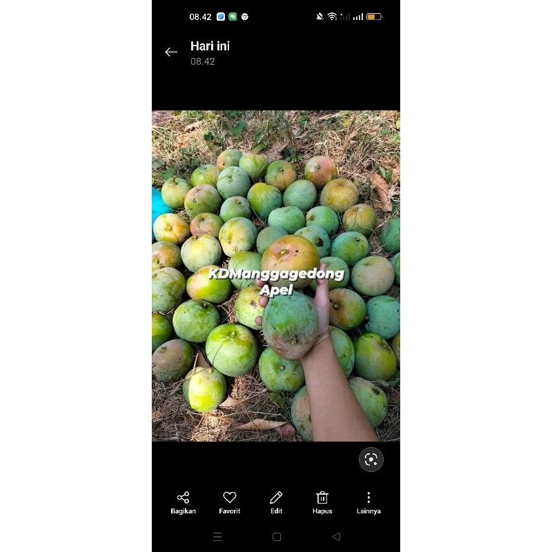 

Mangga Gedong Apel 1kg