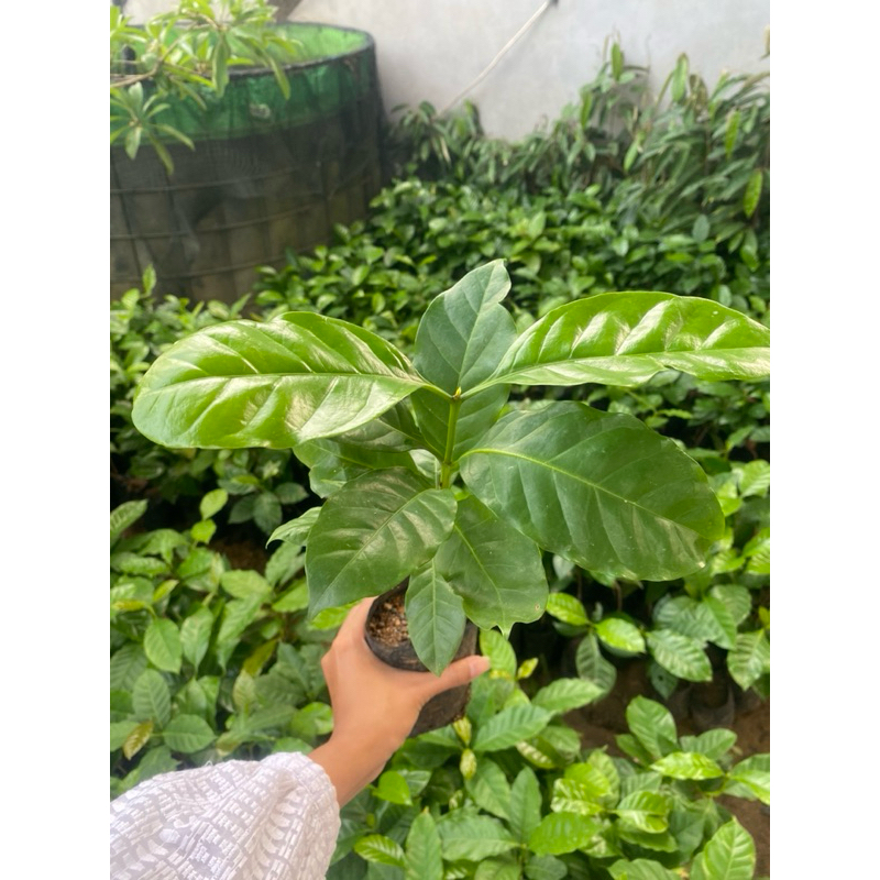 Bibit Kopi Arabica
