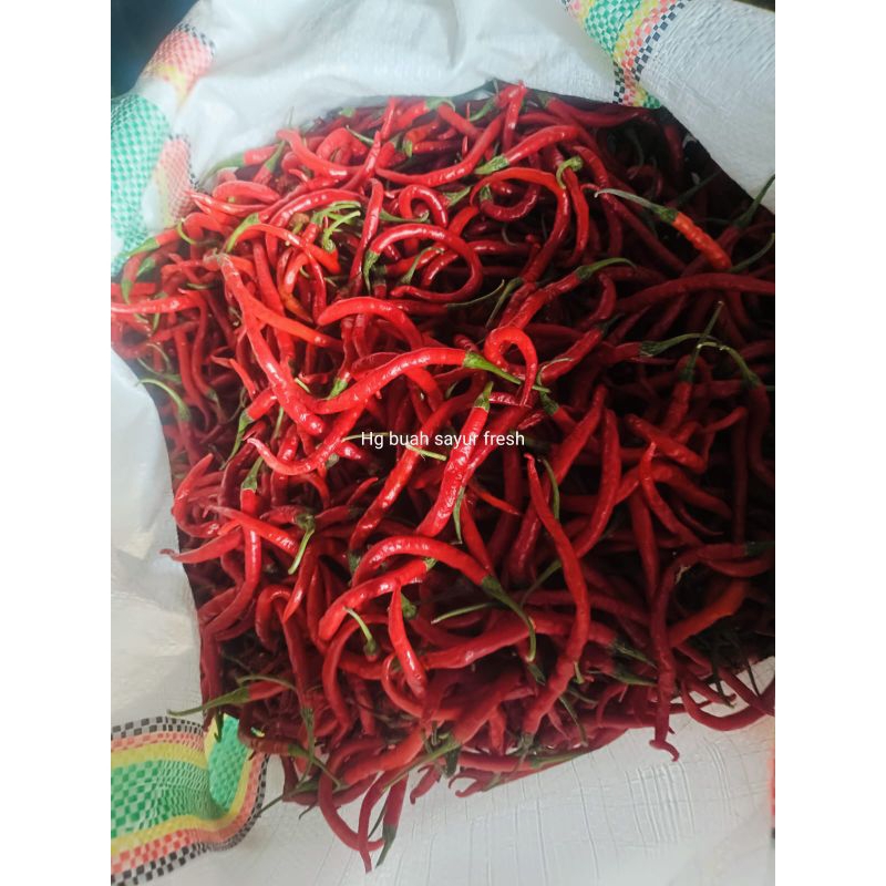 

Cabe Tapar Merah/Cabe Kriting Merah/Lombok kriting