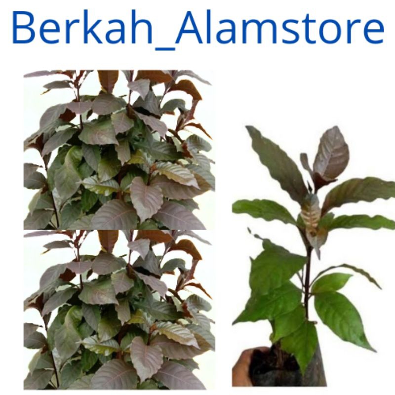 

bibit daun ungu obat herbal handeuleum daun ungu
