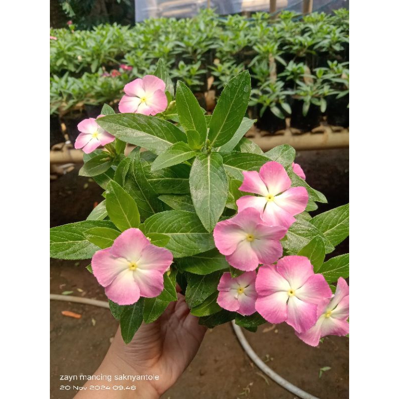 plant vinca Nirvana white splash