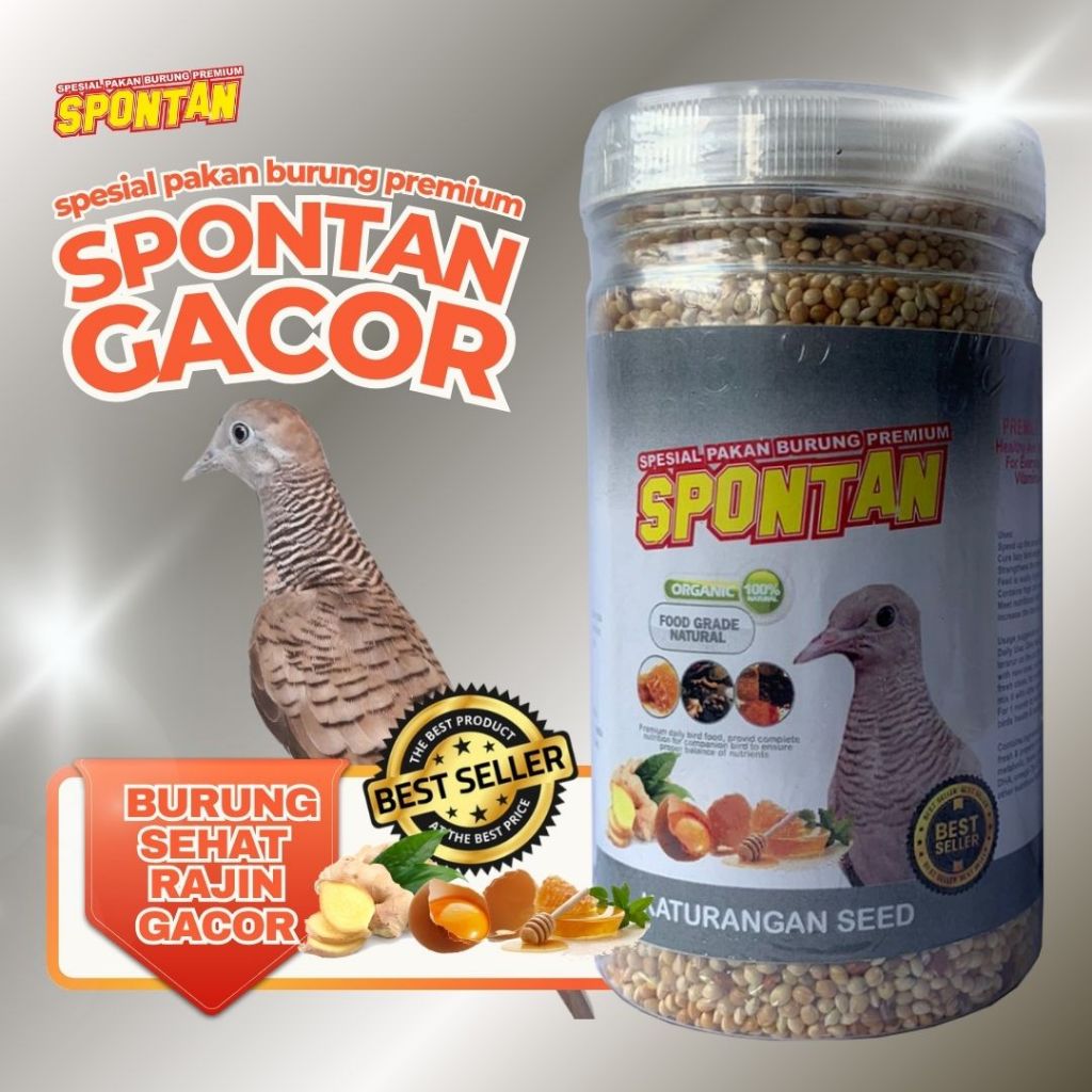 KATURANGAN PAKAN PERKUTUT SPONTAN GACOR