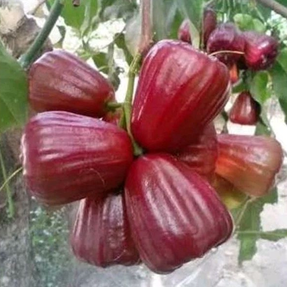 

Jambu citra dalhari 500 gram