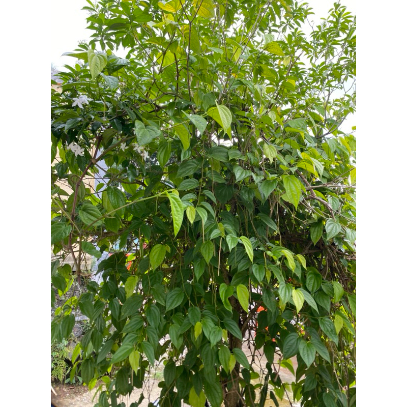 

Daun Sirih segar