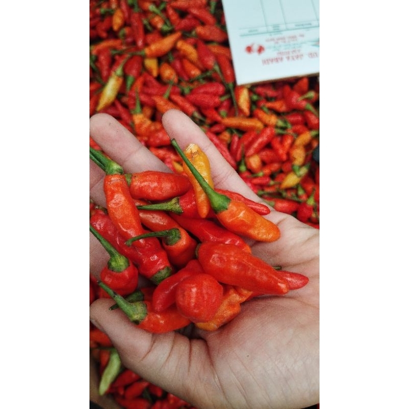 

cabe rawit Termurah berat 1kg