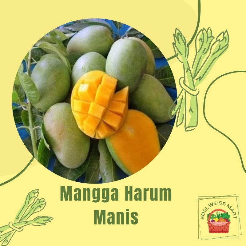 

MANGGA HARUM MANIS/MANGGA MANALAGI 1kg (FRESH) - INSTANT SEMARANG