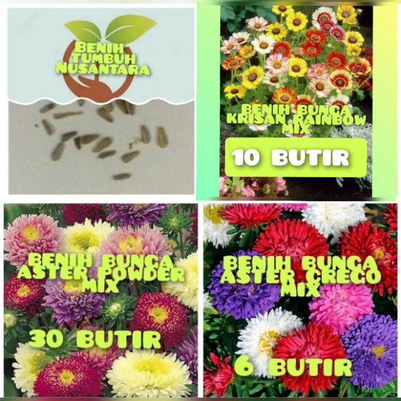 BENIH BUNGA KRISAN RAINBOW MIX,BENIH BUNGA ASTER CREGO MIX,BENIH BUNGA ASTER POWDER MIX