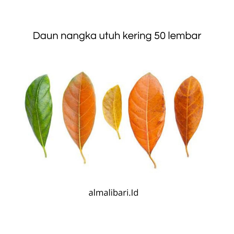 

Daun nangka kering utuh 50 lembar bersih