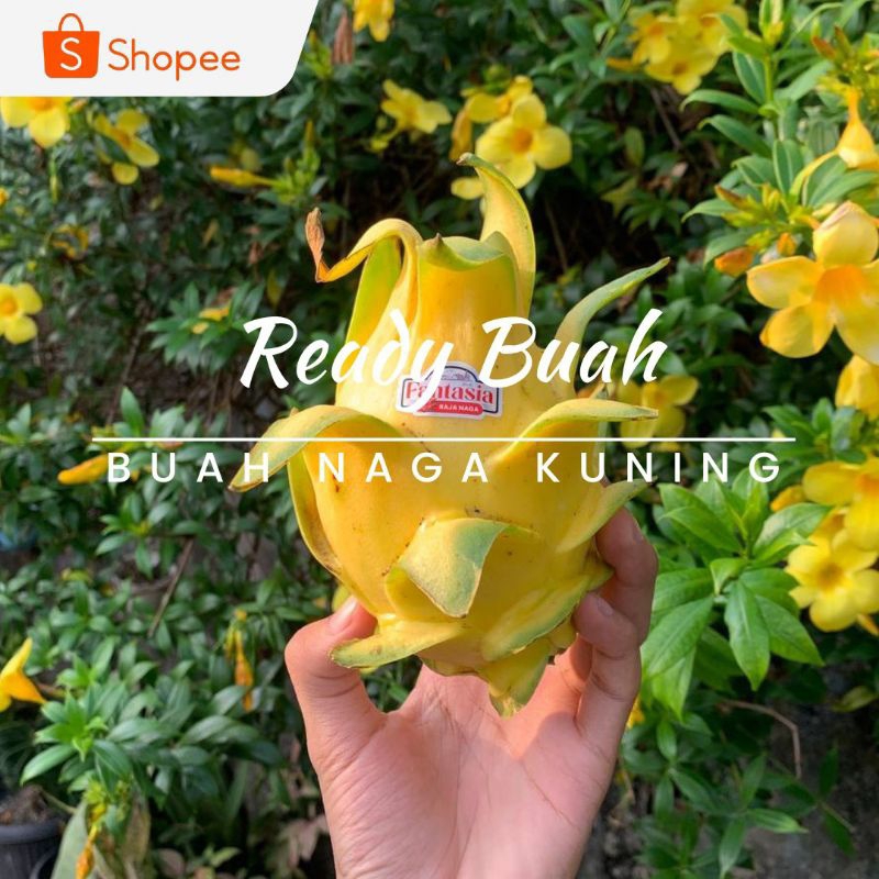 

BUAH NAGA KUNING / KG