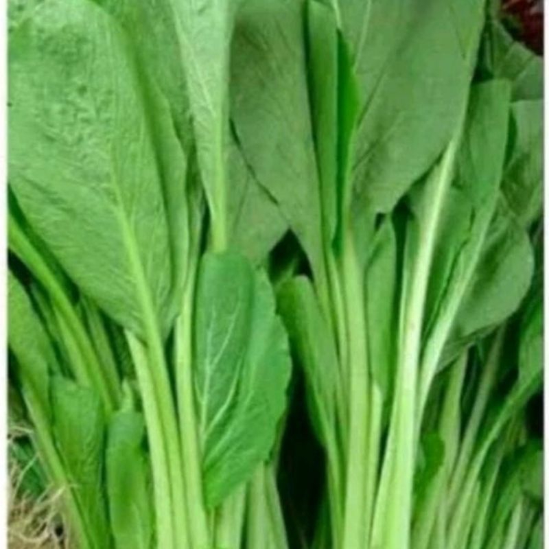 

sawi hijau atau caesim fresh 500 gram