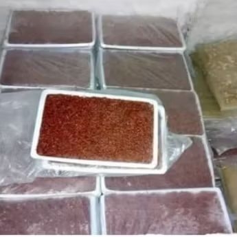 Cacing beku Lempeng 100gr pakan burayak channa guppy cupang ikan hias predator