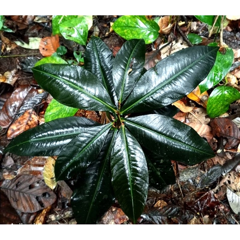 Labisia black kardinal bagus