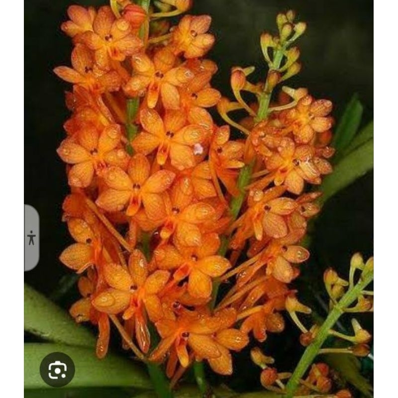 Anggrek Vanda Mini Asco