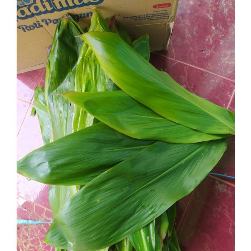 

daun hanjuang hijau fres/andong hijau /500gram