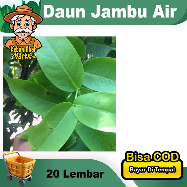 

Daun Jambu Air 20 Lembar Bungkus Tape Ketan Obat Herbal