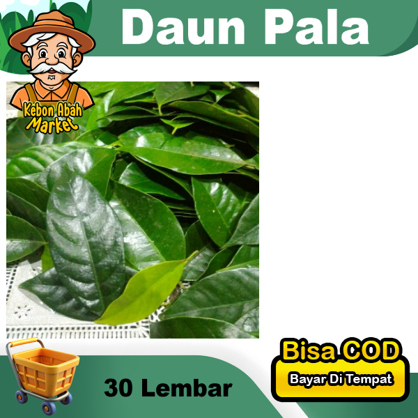 

Daun Pala Segar 30 Lembar Obat Herbal Panen Dadakan
