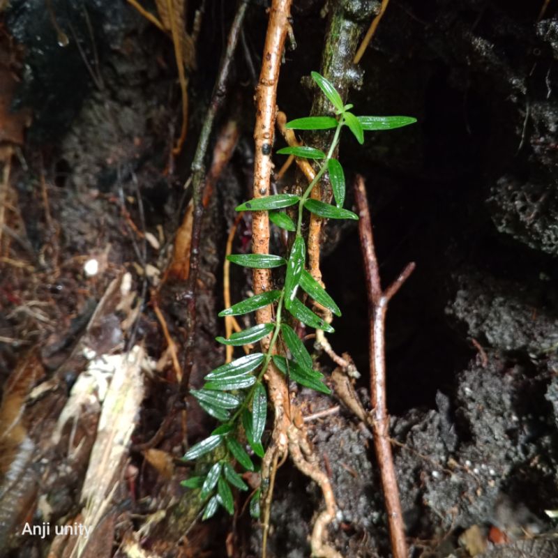 picus spirtuse terbaru