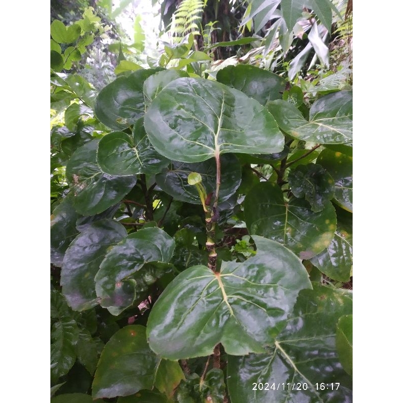 

Daun mangkokan herbal segar per 100 gram | obat herbal