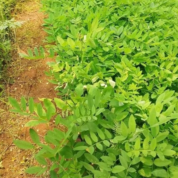 Jika Beli 5 indigofera gratis 1 bibit indigofera - Bibit indigofera pakan ternak - tanaman indigofer