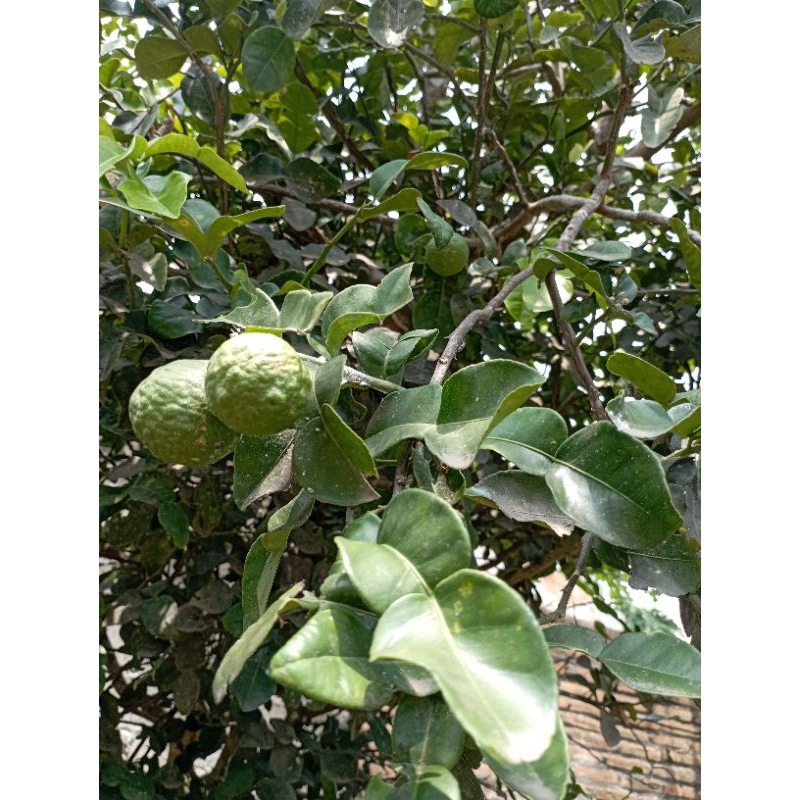 JERUK PURUT/BUAH JERUK PURUT/SAYUR JERUK PURUT