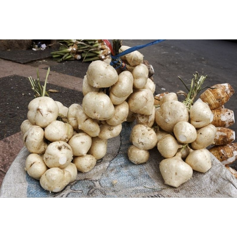 

bengkoang 1 kg