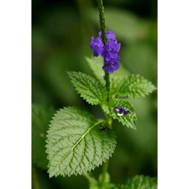 

herbal daun jarong pecut kuda 200gr