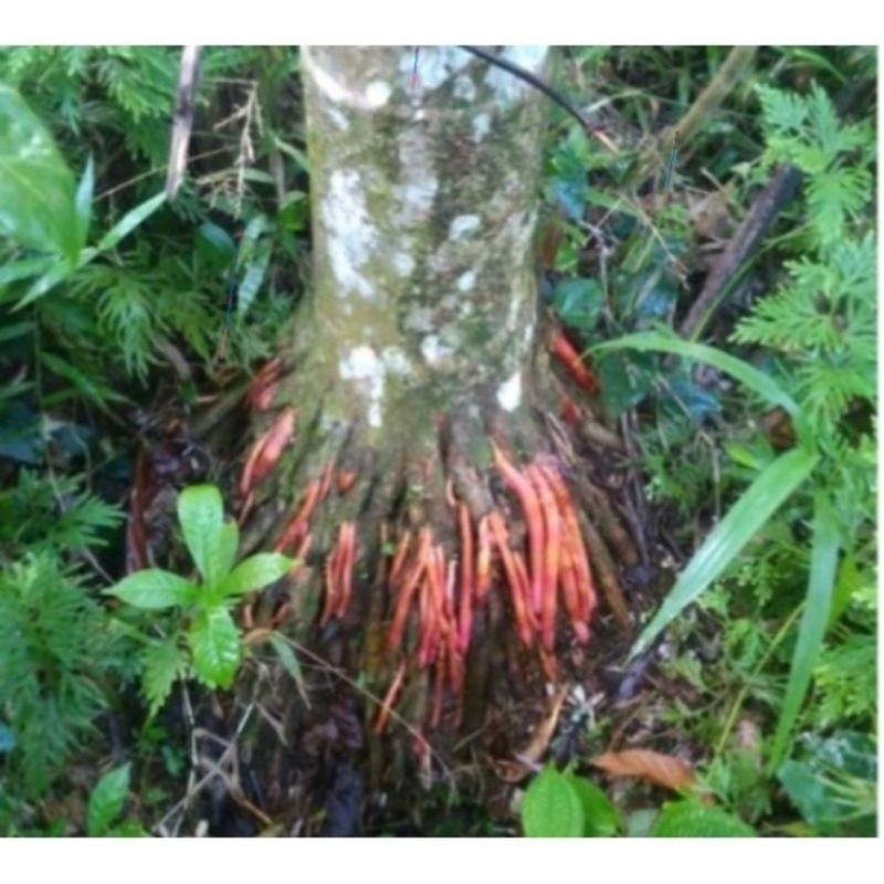 

akar pinang/jame segar 1kg