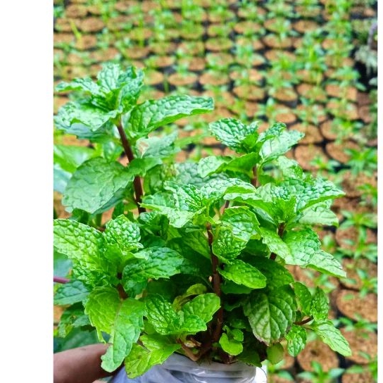

Daun mint/ peppermint