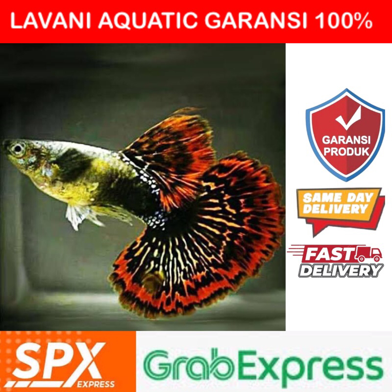 Guppy Red Dragon sepasang