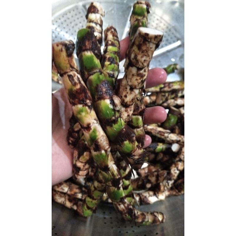 Dlingo/Dringo/Jeringau basah 1kg