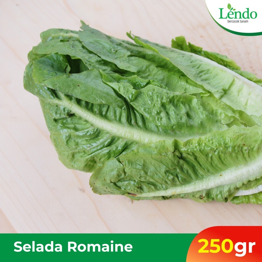 

selada romaine