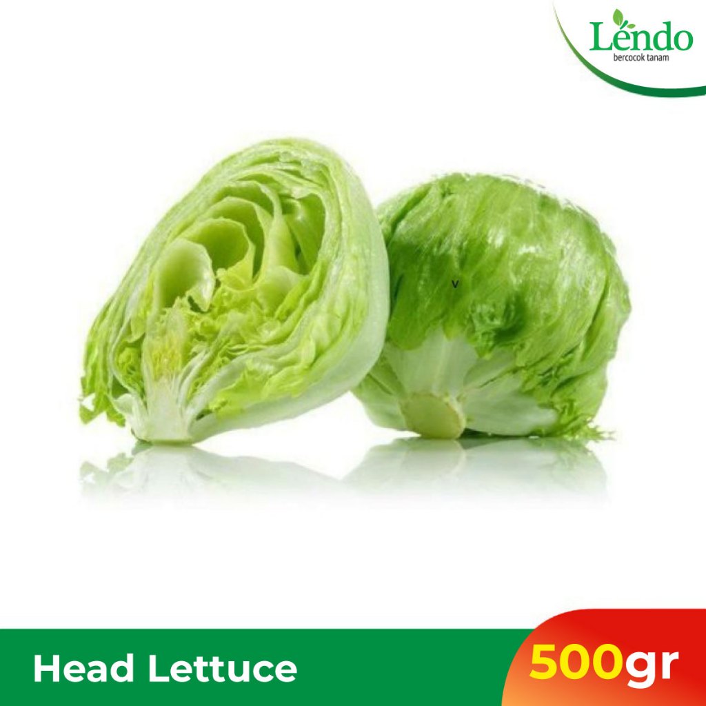

Head Lettuce Segar Lendo 250gr