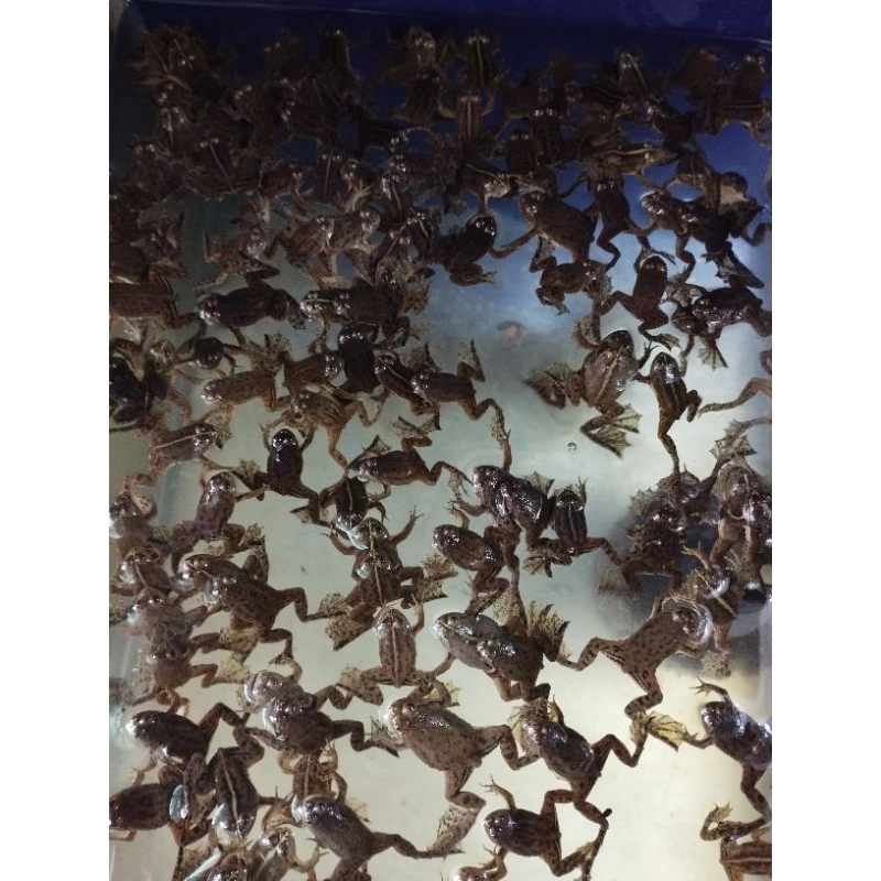 Katak hidup 8 ekor pakan predator oscar,arwana,chana dll per 8 ekor