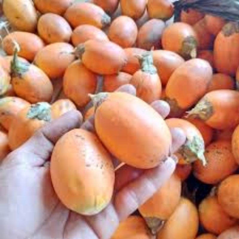 

buah pinag tua 1 kg